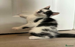 Mixed Breed cats for sale: 3 beautiful kittens for sale. RARE female colours! - Image 6