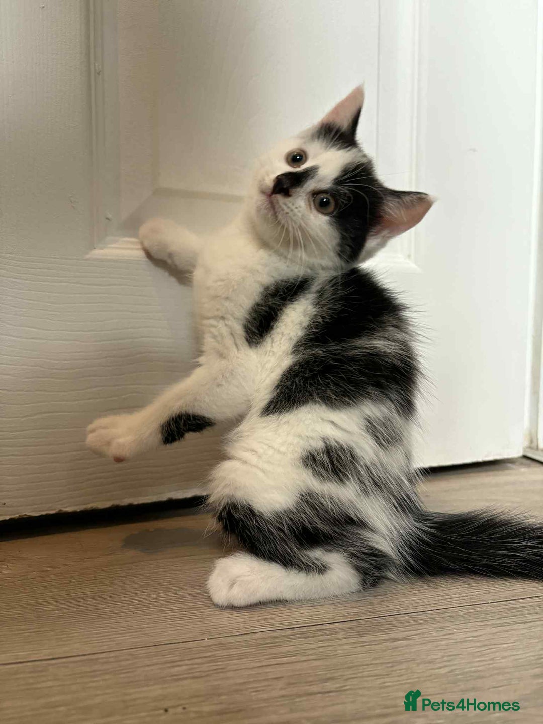 Mixed Breed cats for sale: 3 beautiful kittens for sale. RARE female colours! - Image 6
