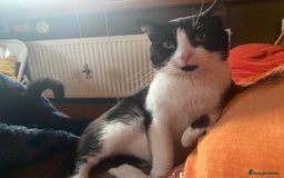 British Shorthair cats for sale: URGENT free - rehoming my beautiful cat <3 - Image 1
