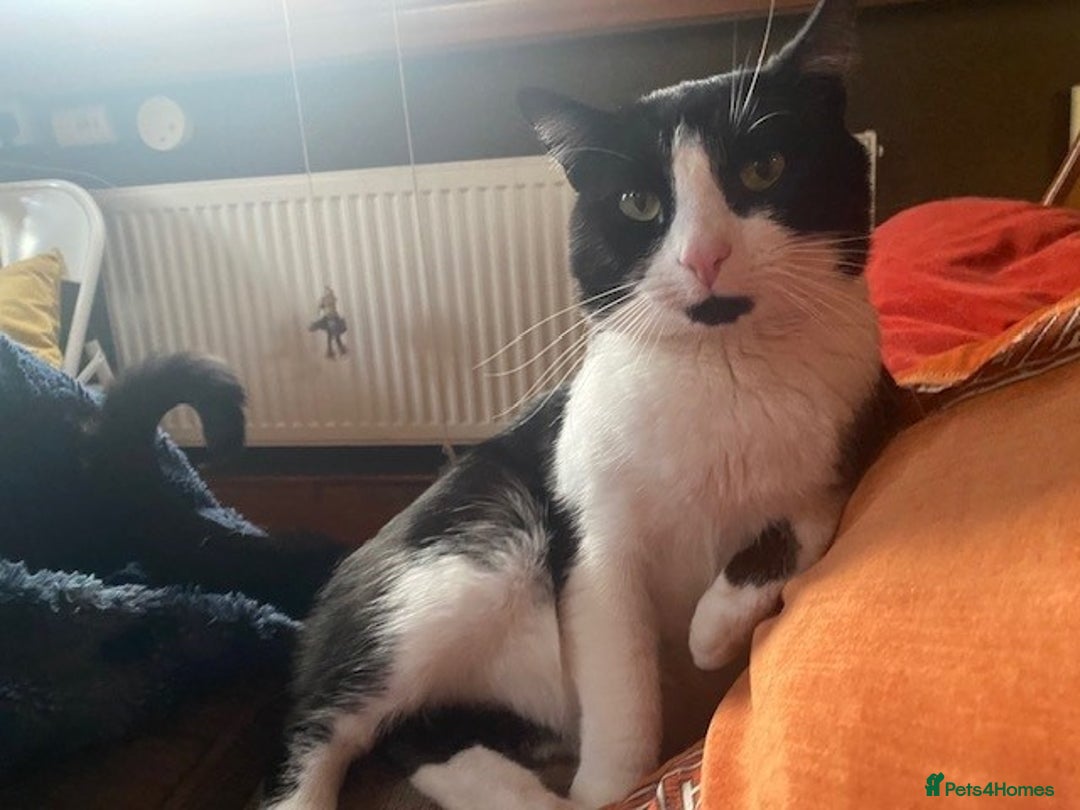 British Shorthair cats for sale: URGENT free - rehoming my beautiful cat <3 - Image 1