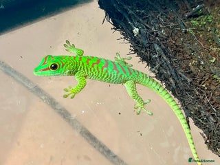 Gecko reptiles Giant day geckos available - Advert 4