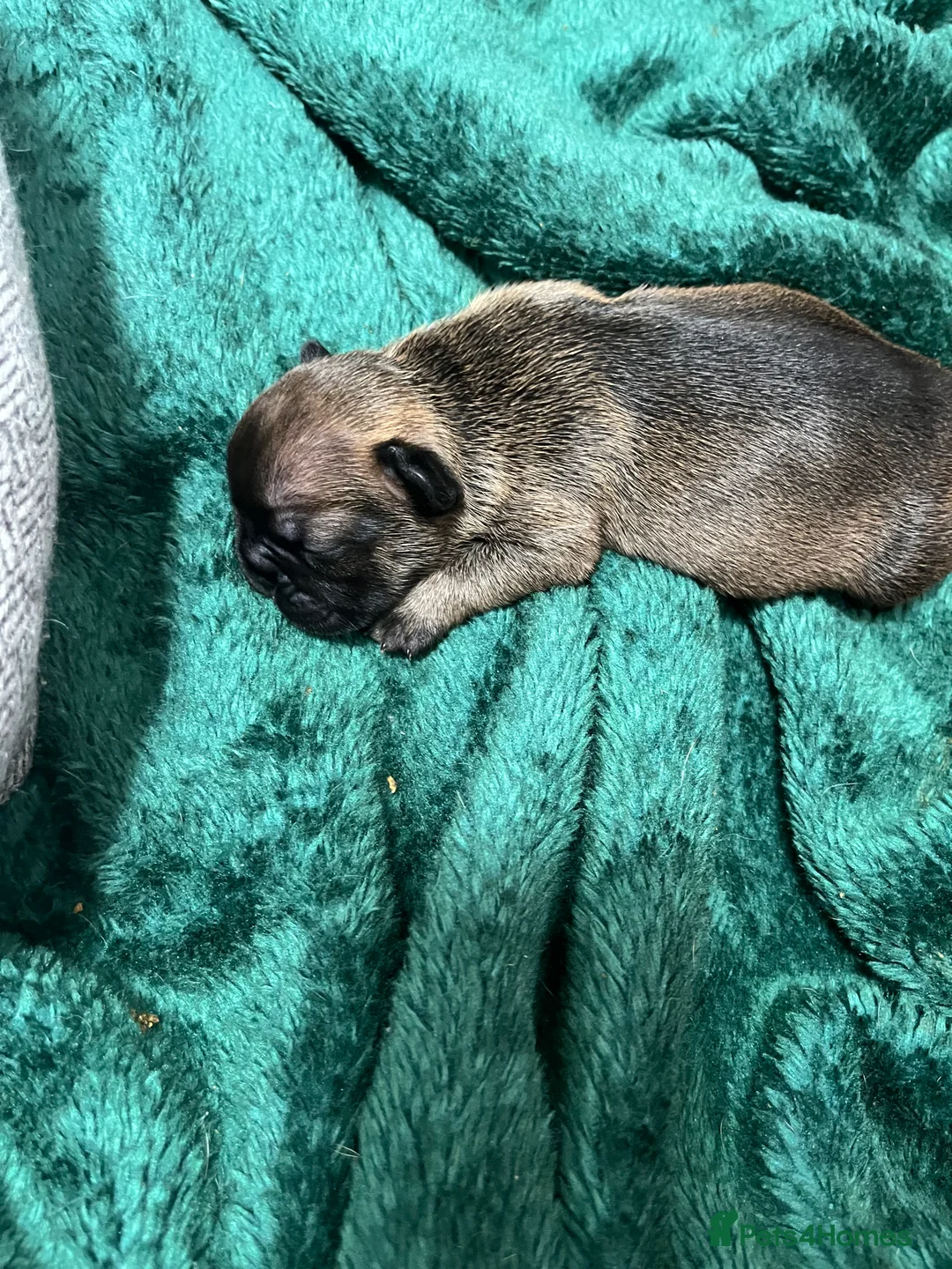 French Bulldog dogs for sale: Beautiful frenchie puppies - Advert 13