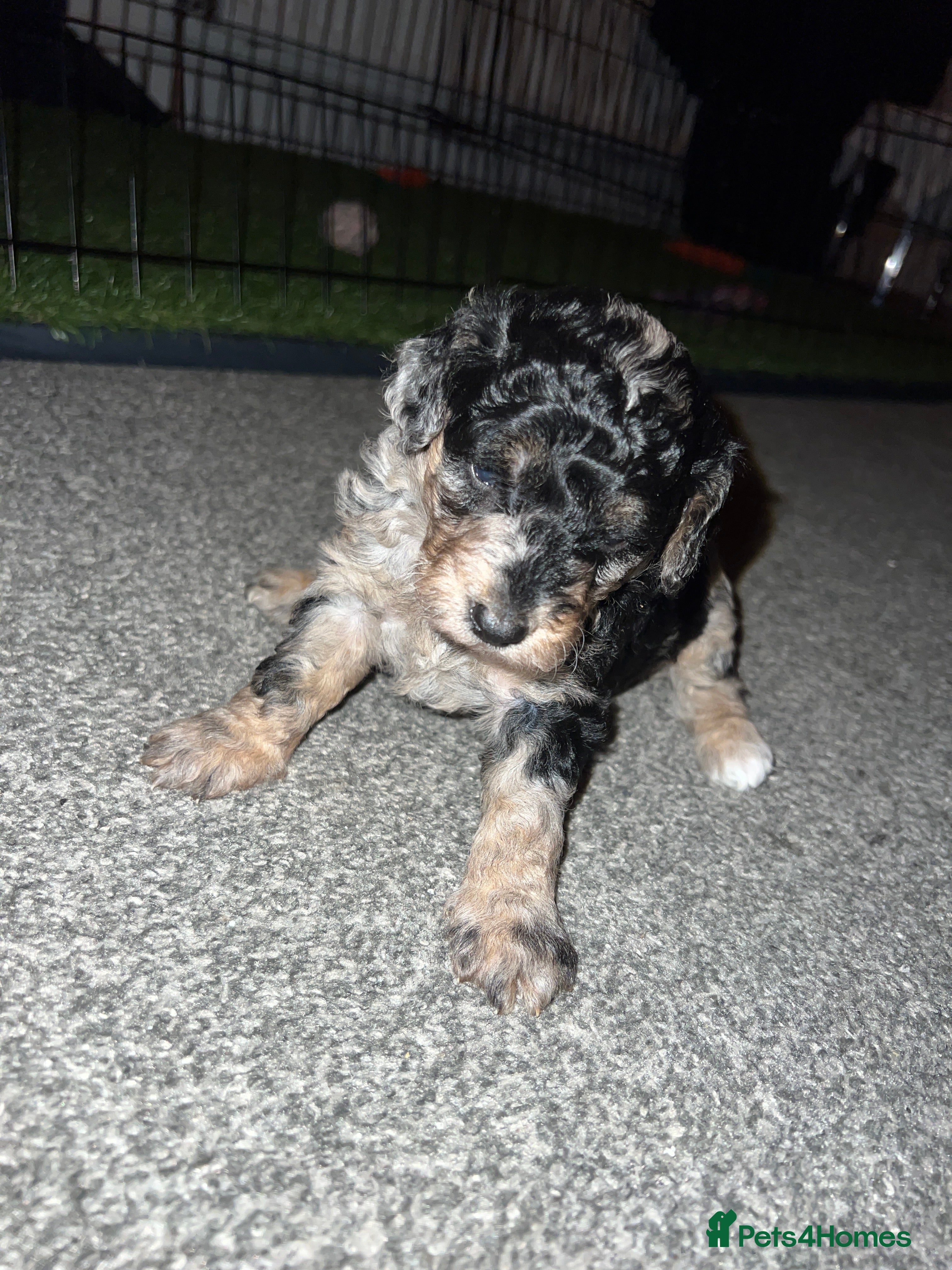 Sheepadoodle dogs Sheepadoodle puppies  - Advert 2