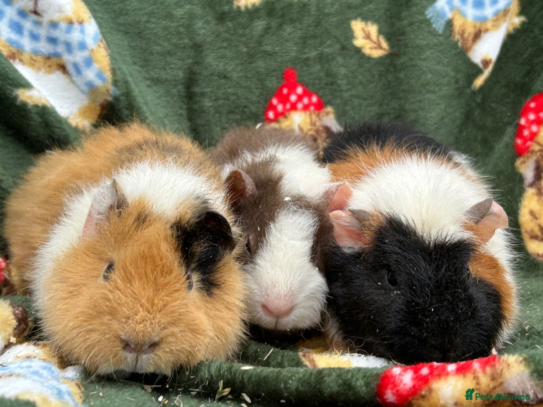 Guinea Pig rodents for sale: Baby Female Guineapigs  - Image 15