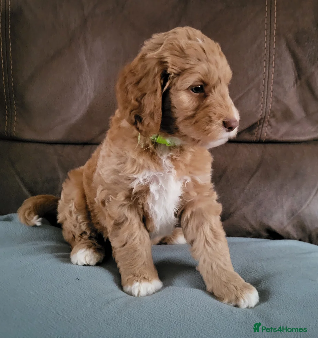 Goldendoodle dogs for sale: Goldendoodle-ONLY THIS BEAUTY LEFT  - Advert 2