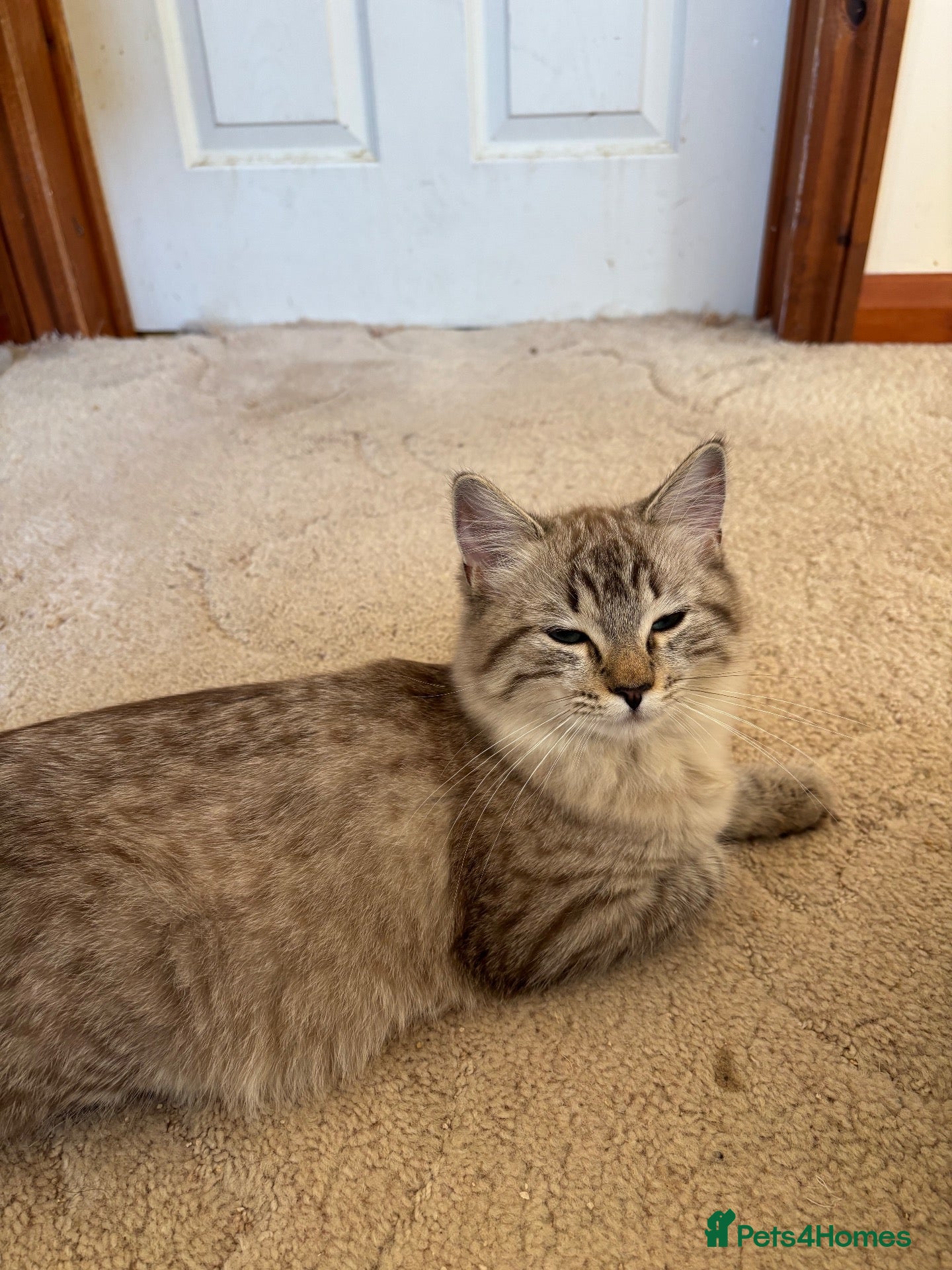 Ragdoll cats for sale: FAWN POINT & ACTIVE CHOCOLATE MINK GIRL AVAILABLE  - Advert 1