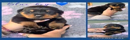 Rottweiler dogs for stud: KC Registered Health Tested Rottweiler Stud - Advert 9