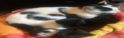 Mixed Breed cats for sale: 3 X Black Outdoor Kittens in Biggar - Advert 3