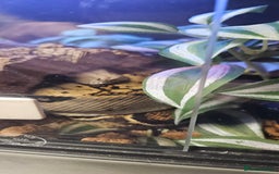 Boa Snake reptiles for sale: Nicaragua Boa Female approx 5 years old and Set Up - Image 7