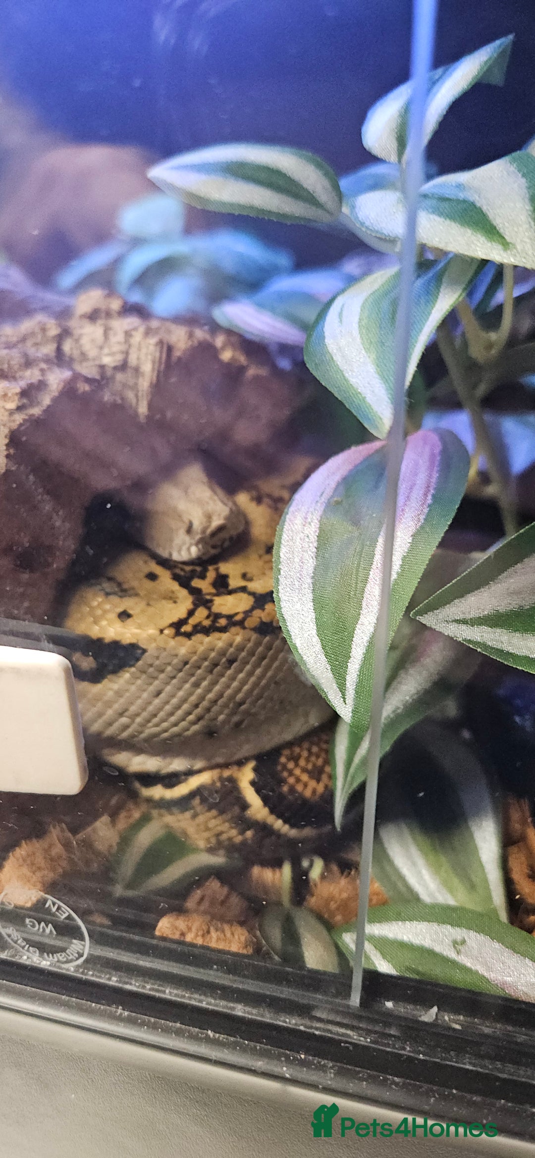 Boa Snake reptiles for sale: Nicaragua Boa Female approx 5 years old and Set Up - Image 7