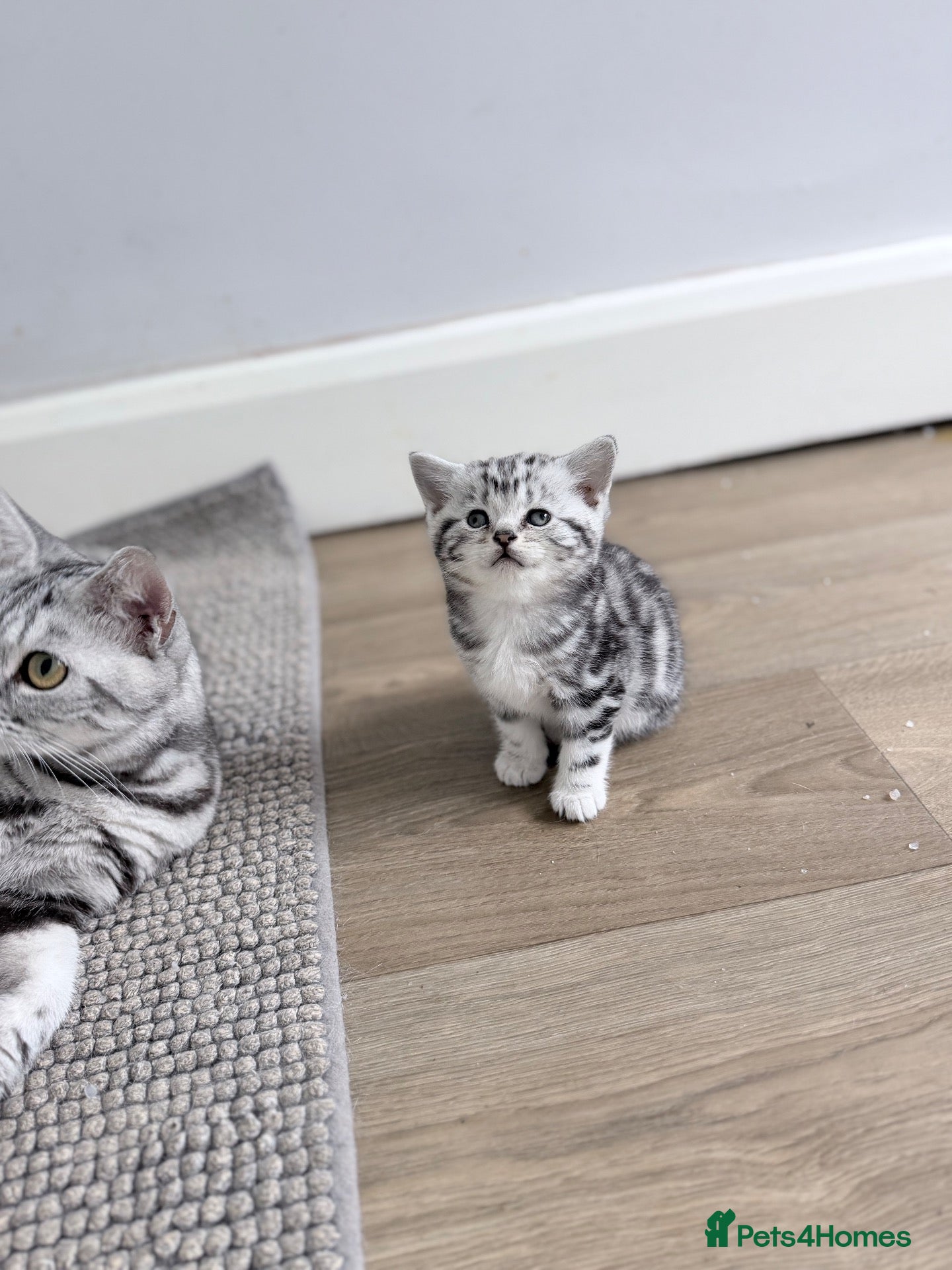 British Shorthair cats GCCF British shorthair silver tabby kitten - Advert 1
