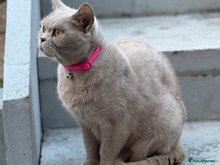 British Shorthair cats British shorthair - Advert 1