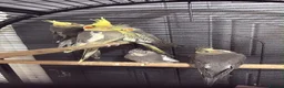 Cockatiels birds for sale: 4 Month Old Baby Cockatiels  - Advert 4