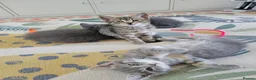 British Shorthair cats for sale: Half british shorthair/Tabby kitten - Advert 12