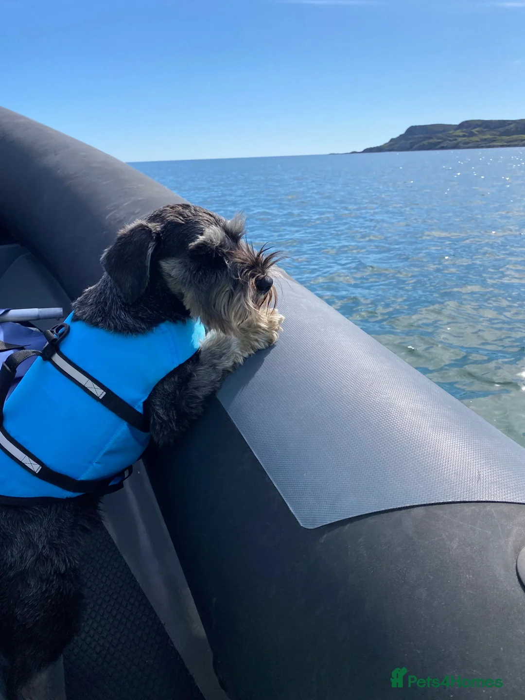 Miniature Schnauzer dogs for stud: Handsome miniature schnauzer for stud in Mauchline - Advert 1