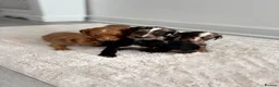 Cocker Spaniel dogs for sale: Cocker spaniel puppies  in Middlesbrough - Advert 2