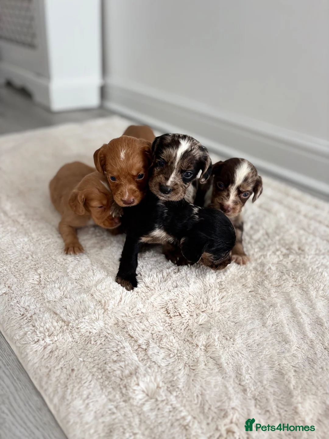Cocker Spaniel dogs for sale: Cocker spaniel puppies  in Middlesbrough - Advert 2