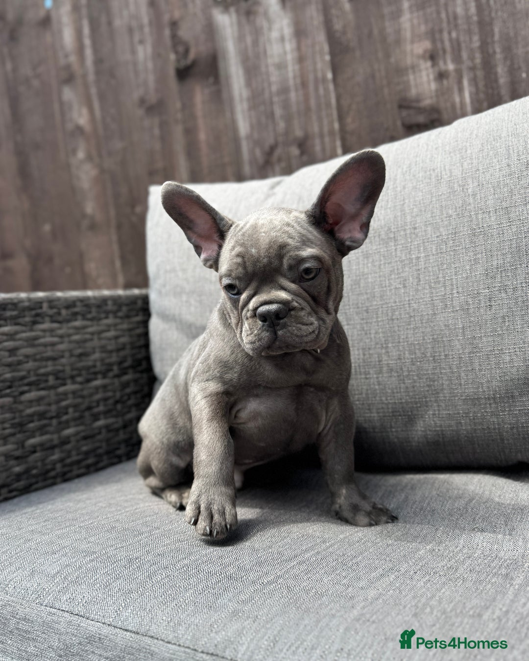 French Bulldog dogs for sale: French Bulldog Puppies–4 Girls & 2 Boys READY NOW  in Walton-on-Thames - Image 13