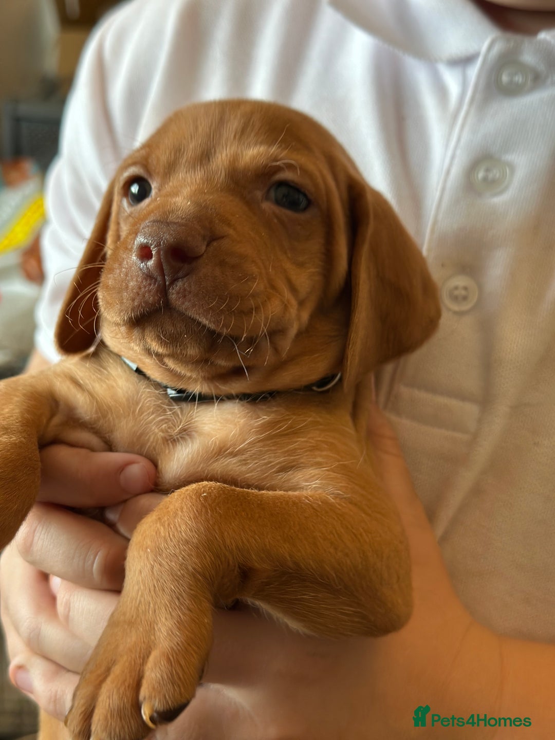 Hungarian Vizsla dogs for sale: Amazing Hungarian vizsla puppies - Image 31