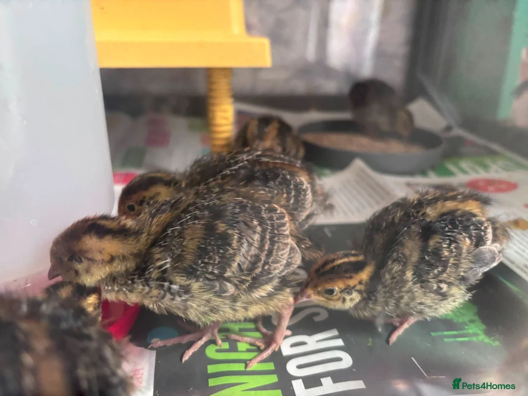Quail poultry for sale: Japanese (Coturnix) Quails - Advert 1