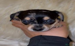 Chiweenie dogs for sale: Gorgeous Mini Dachshund X Puppies🐾 - Advert 26