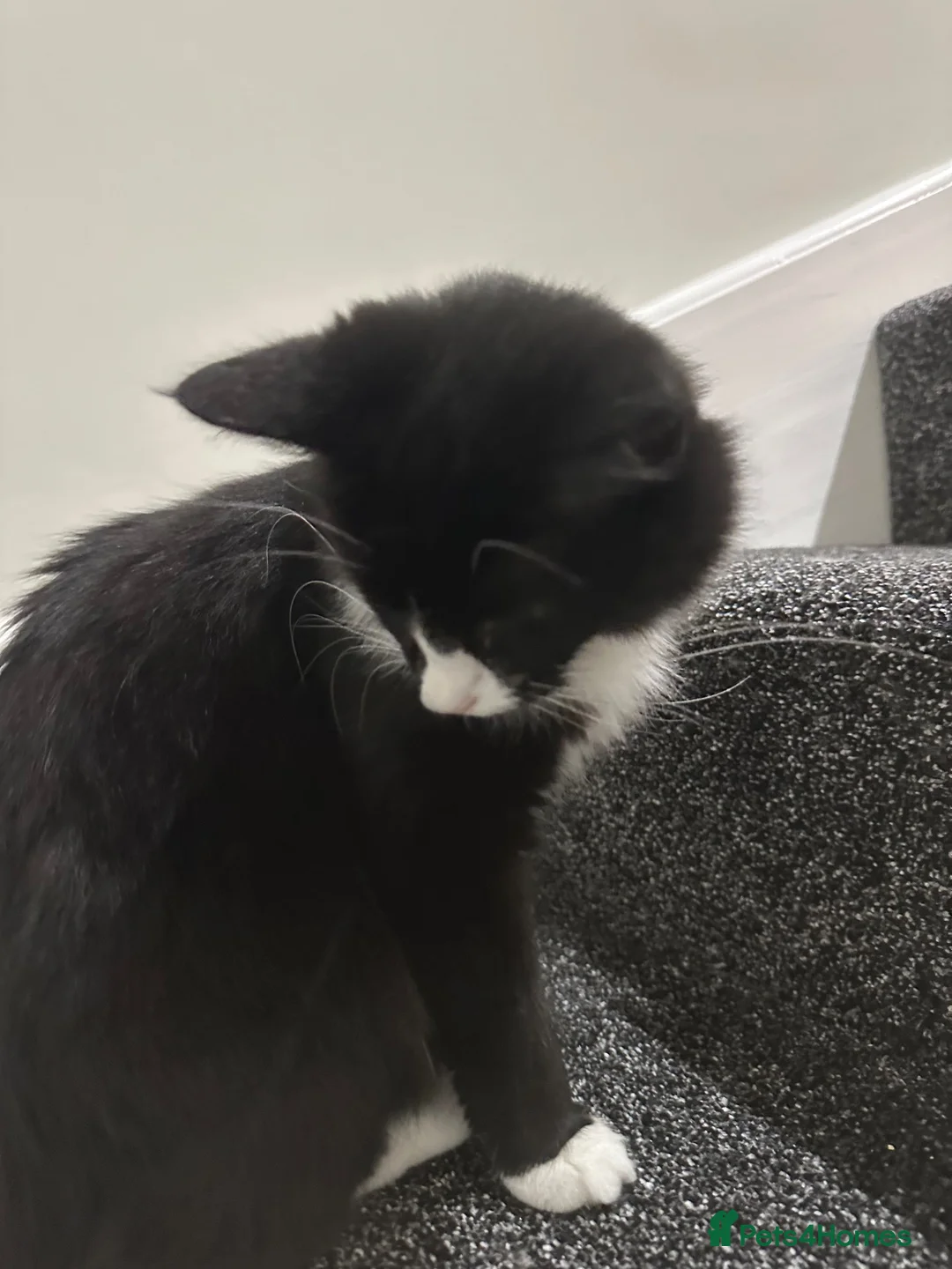 Mixed Breed cats for sale: Kinny  - Advert 2