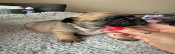 French Bulldog dogs for sale: TOP QUALITY KC REG FRENCH BULLDOG PUPPIES(HEALTHT) - Advert 34