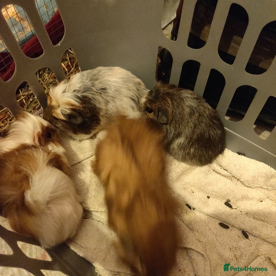 Guinea Pig rodents for sale: Baby Guinea pigs - Advert 4