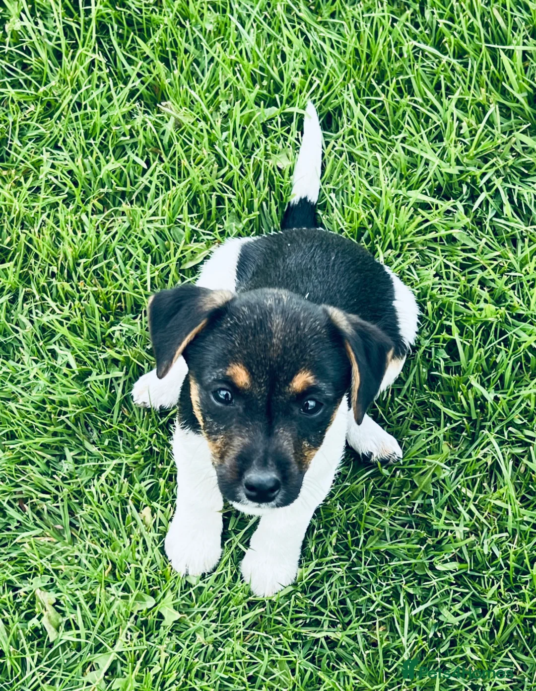 Mixed Breed dogs for sale: Absolutely gorgeous Tri Coloured Male Pup in Lincoln - Advert 4