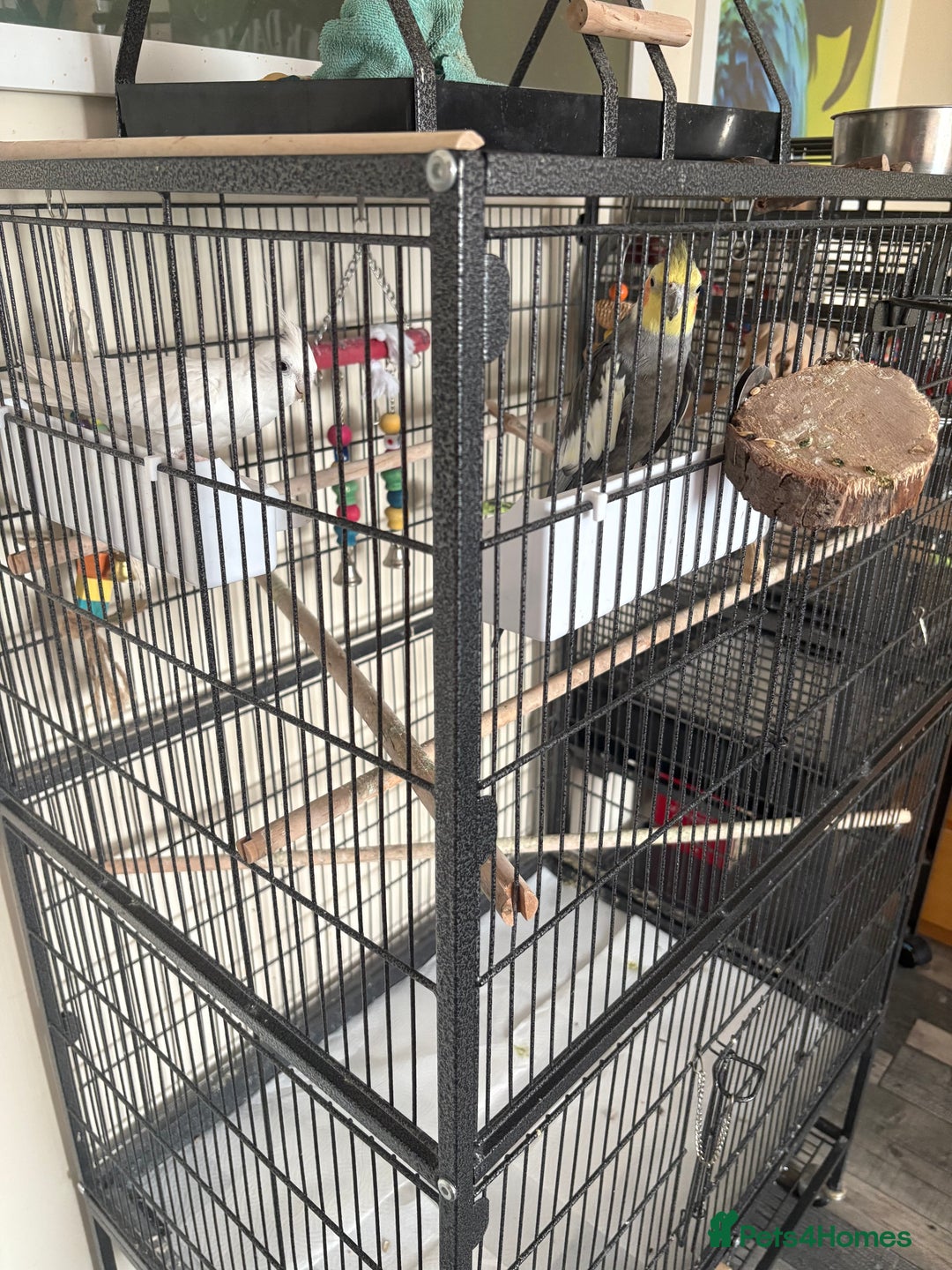 Cockatiels birds for sale: Cockatiel couple with cage and accessories  - Image 7