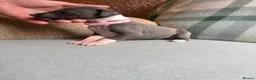 Whippet dogs for sale: Exceptional litter of KC whippets  in Shrewsbury - Advert 9