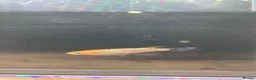 Ricefish fish for sale: Medaka rice fish eggs many varieties available  in Aylesbury - Advert 6