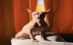 Mexican Hairless dogs for sale:  1 mini boy red  2000 mini black girl 2000. - Image 25
