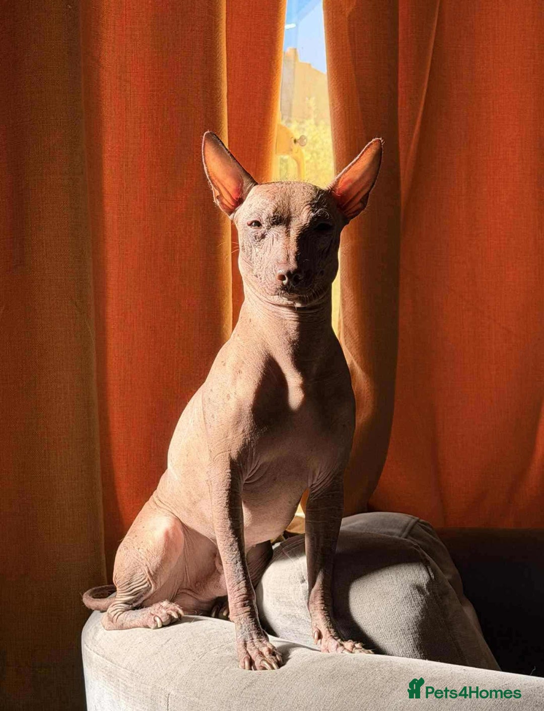Mexican Hairless dogs for sale:  1 mini boy red  2000 mini black girl 2000. - Image 25