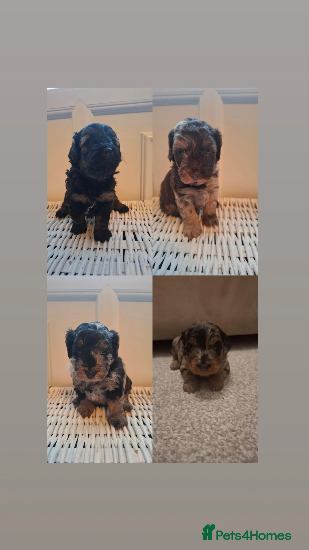 Cockapoo dogs F2b cockapoo pups - Advert 13