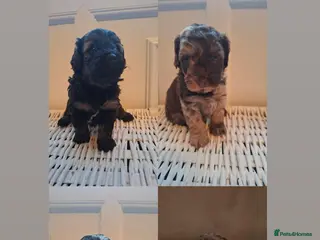 Cockapoo dogs F2b cockapoo pups - Advert 13