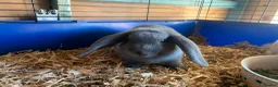Mixed Breed rabbits for sale: Gorgeous bunnies for sale - Advert 5