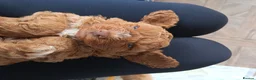 Cockapoo dogs for sale: Beautiful trio of Cockapoos for sale - Advert 15