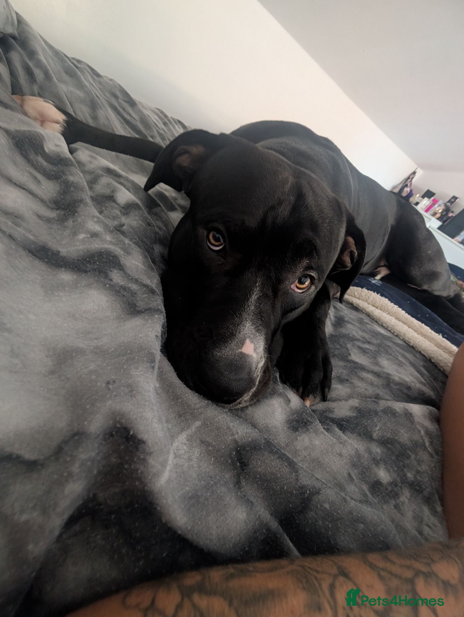 Mixed Breed dogs 16 month old gorgeous presa canario cross  - Advert 6