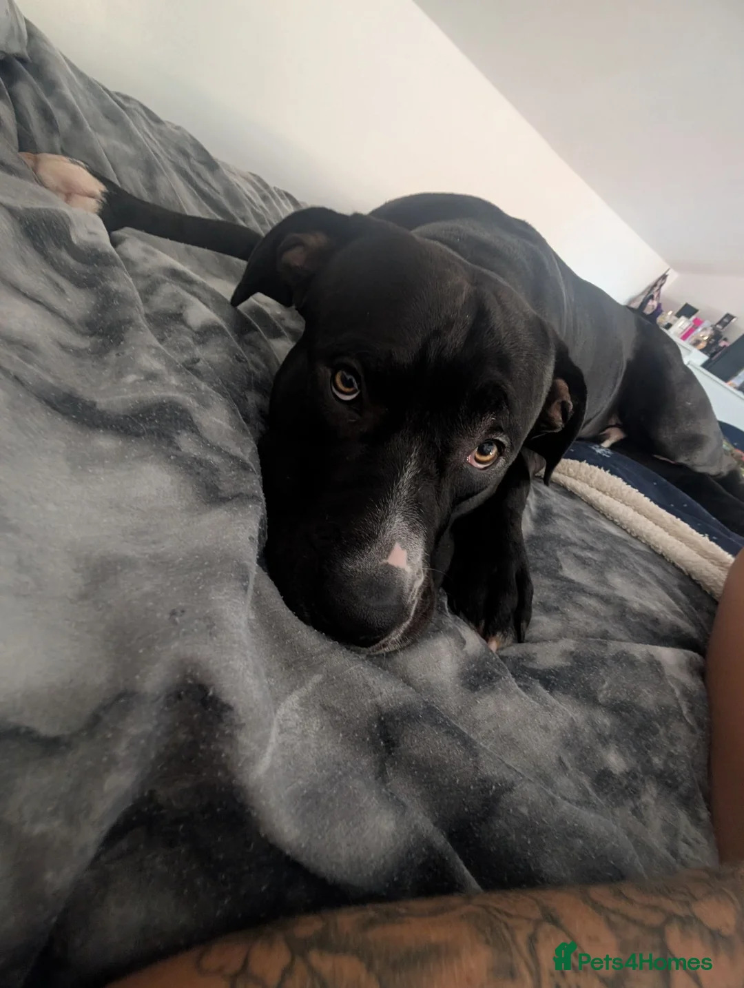 Mixed Breed dogs for sale: 16 month old gorgeous presa canario cross  - Advert 1