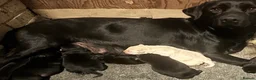 Labrador Retriever dogs for sale: Gorgeous LABRADOR Puppies - Advert 2