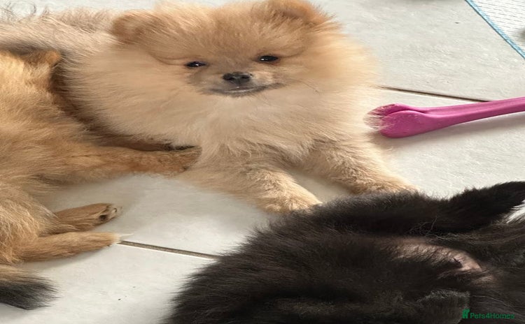 Pomeranian dogs - Advert 6