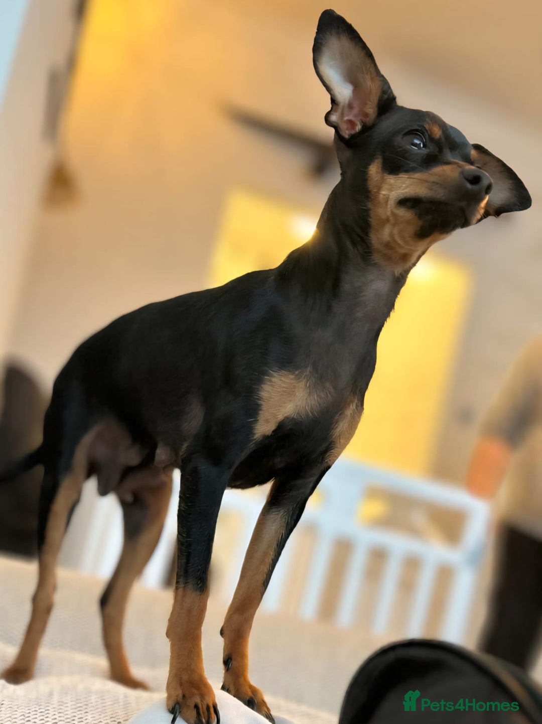 Miniature Pinscher dogs for sale: Prague Ratter– Mini Pinscher Puppies - Image 4