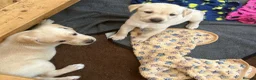 Labrador Retriever dogs for sale: KC registered Labrador puppies  - Advert 3
