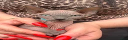 Sphynx cats for sale: Bumblebee  - Advert 1