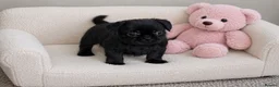 Mixed Breed dogs for sale: French bulldog Shih Tzu  - Advert 6