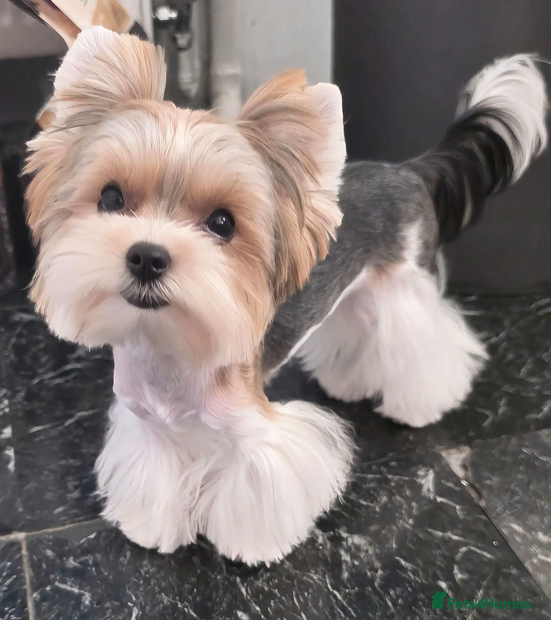 Yorkshire Terrier dogs Tiny Biewer terrier puppy - Advert 1
