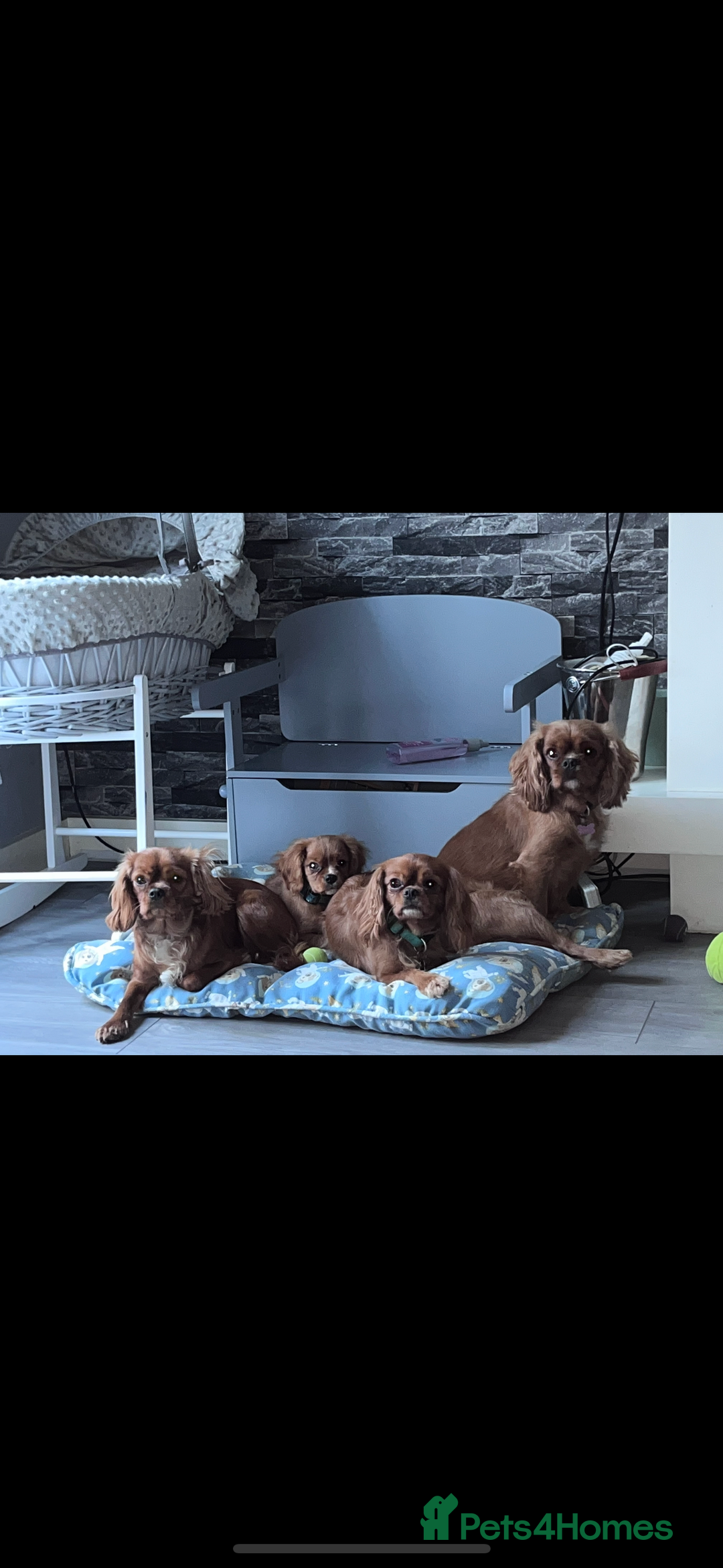 Cavalier King Charles Spaniel dogs for sale: beautiful ruby king charles cavalier  - Image 9