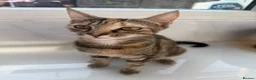Mixed Breed cats for sale: Beautiful kittens ready for new home🐈 - Advert 7