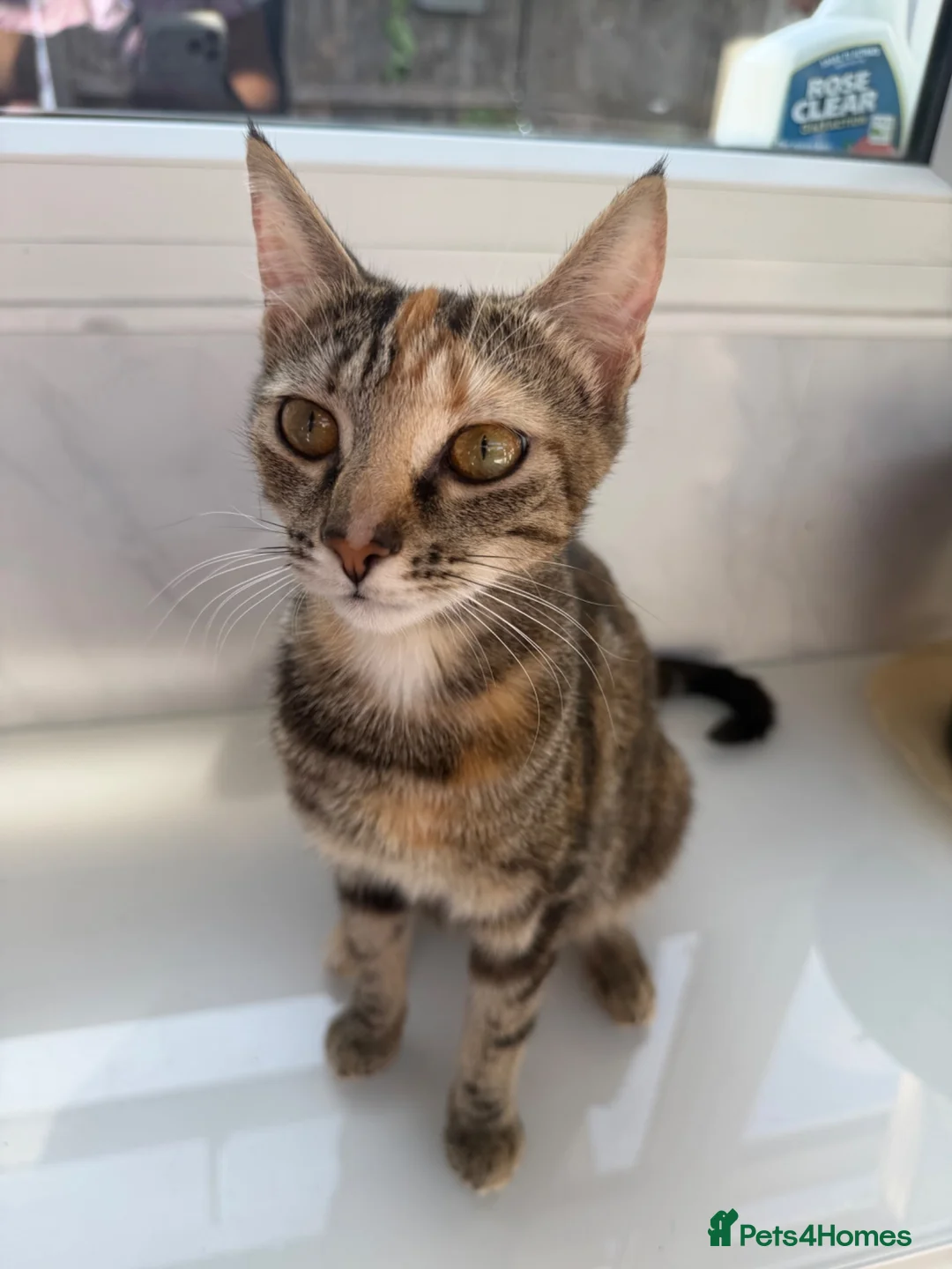 Mixed Breed cats for sale: Beautiful kittens ready for new home🐈 - Advert 7